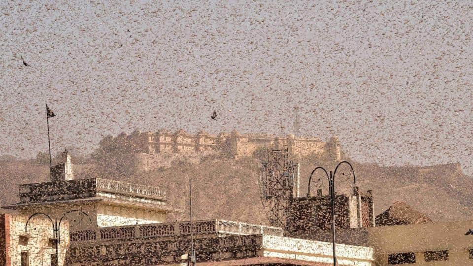 VIDEO! Imagini apocaliptice! Țara care se confruntă cu cea mai mare invazie de ....