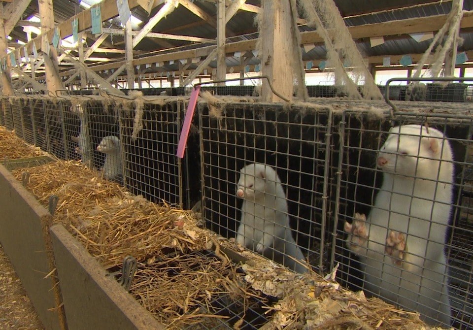 Alertă! Masacru la o fermă de nurci. Virusul ucigaș a fost luat de la om