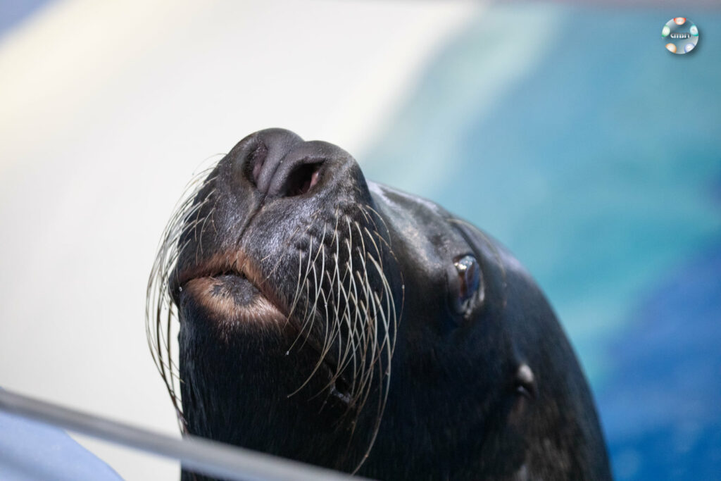 Vedete noi la Delfinariul din Constanța. Cine sunt Body și Morgan