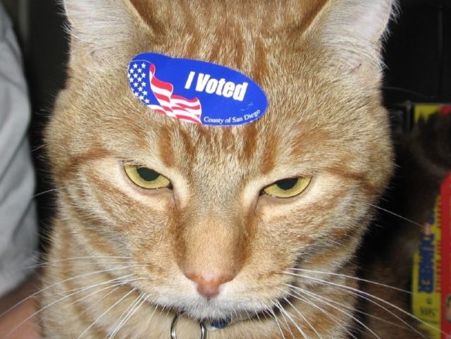 Demo-Cat: Un motan mort a fost înregistrat ca Alegător în Statele Unite