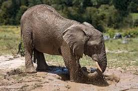 Moarte misterioasă a sute de elefanți în Africa. Covid-ul animalelor?