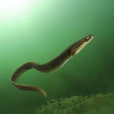 Crima organizată face bani cu cel mai traficat animal din lume. E vorba de miliarde