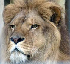 Mureai și așa ceva nu auzeai! Ce a ajuns să facă un circ pentru a supraviețui crizei!?