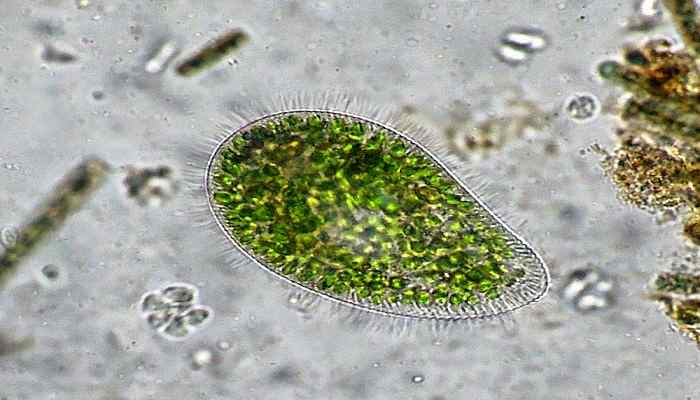 I-au mâncat creierul! Moartea cumplită a unui copil după o baie