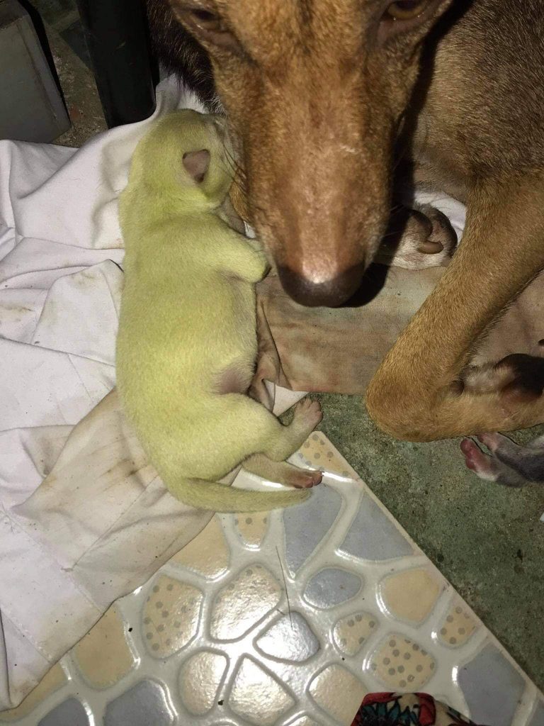 S-a născut cățelușul cu blană verde! Planeta este în extaz: al doilea caz în numai două săptămâni