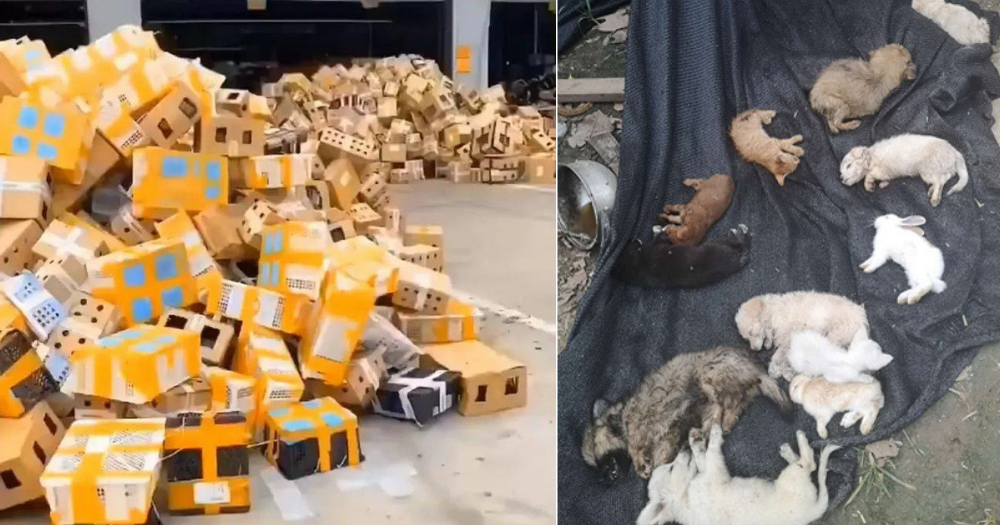 Ororile Chinei. Peste 5.000 de suflete, găsite moarte într-un depozit