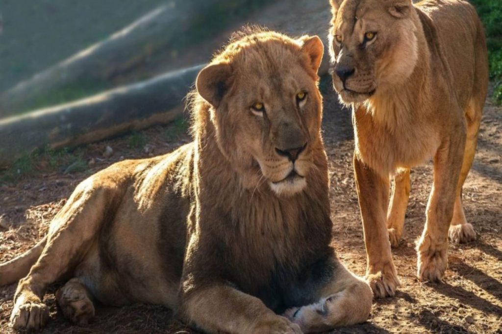 După exemplul lui Mahomed, un american aduce vânătoarea de lei la el acasă, dar îl lovește foamea...