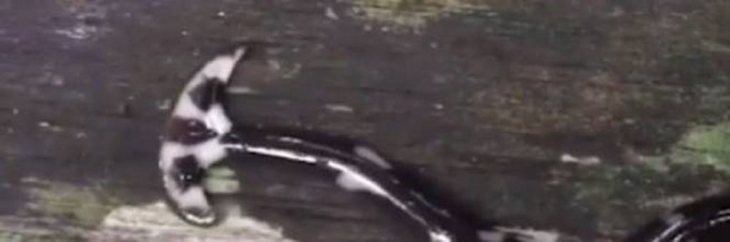 Creatura care i-a uimit pe cercetători. E gigantică, otrăvitoare și imposibil de ucis