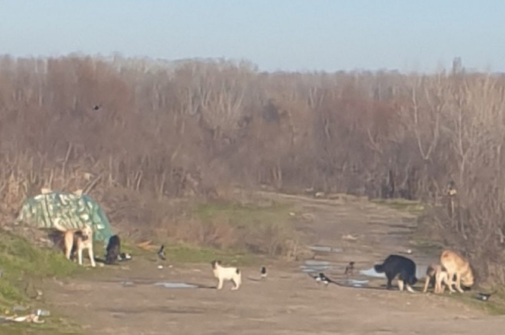 „Câinii sunt exterminați pentru bani!” Acuzațiile unui voluntar