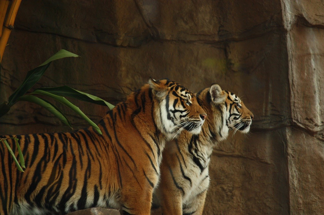 Percheziții la o grădină zoologică ilegală din Dâmbovița. Anchetatorii verifică proveniența animalelor sălbatice