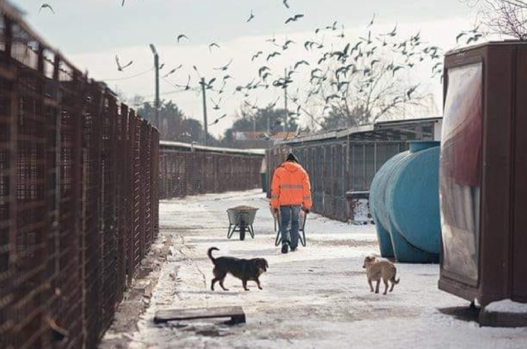 Clotilde Armand, decizie pentru Adăpostul Odăi: „Trebuie închis urgent!”