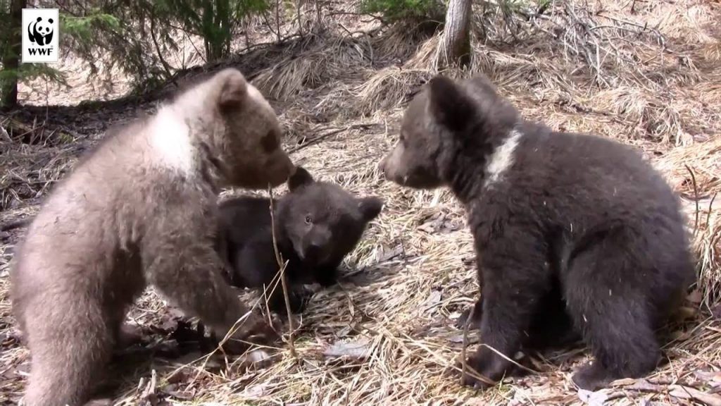 Bărbații care au abuzat puii de urs, au fost găsiți! Este posibilă o legătură cu piața neagră din Rusia