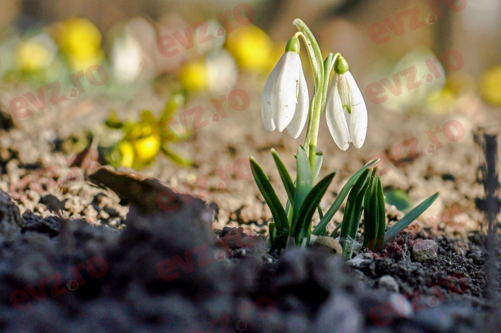 Prognoza meteo, luni, 14 februarie. Ce surprize ne aduce vremea la început de săptămână