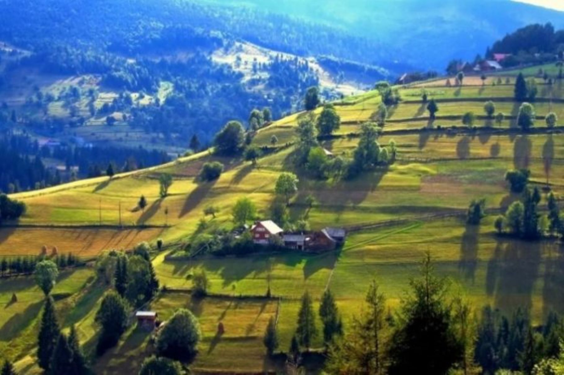 Fondul forestier național, ușoară creștere în 2025. Regenerarea pădurilor, în scădere