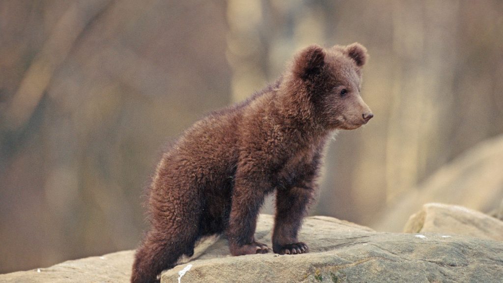 O nouă boală în rândul urșilor. Transformă regele pădurii în câine