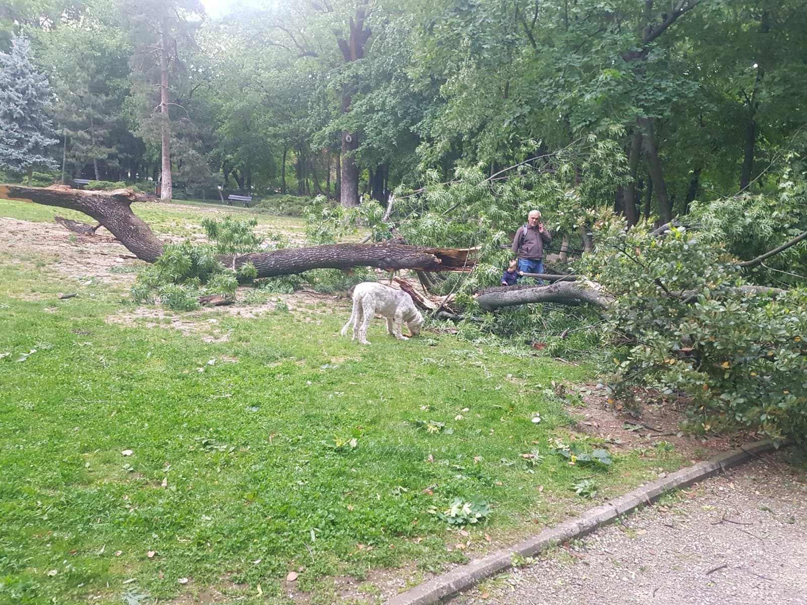 Furtunile au făcut ravagii în mai multe zone din țară. Pompierii, intervenții în lanț după alerta de vreme rea