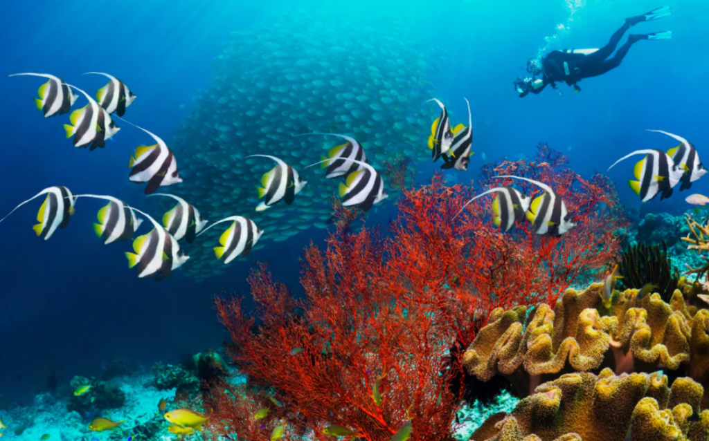 El Nido, destinație pentru iubitorii de scufundări. Ce vă așteaptă la hotelurile de acolo