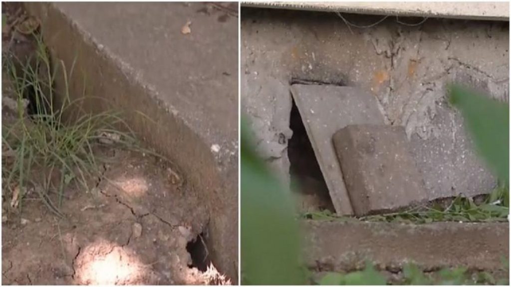 Invazie de șobolani în București. Rozătoarele au năpădit blocurile și au intrat în structurile de rezistență