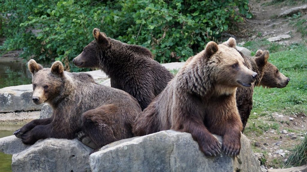 Panică într-un județ din cauza numărului mare de urși. Zeci de apeluri la 112 într-o săptămână