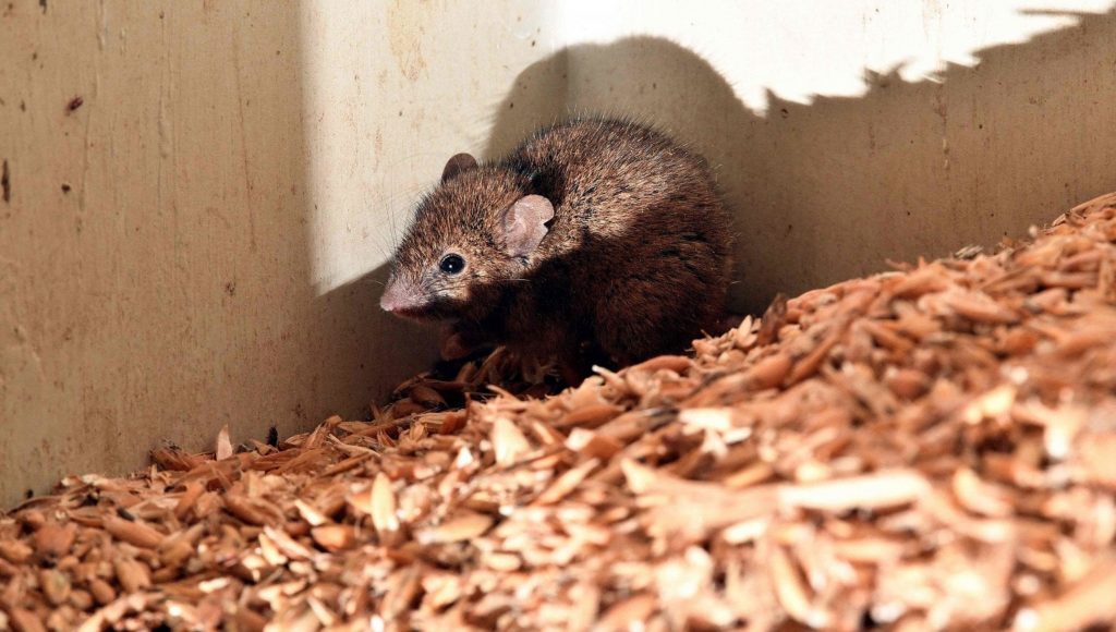 După coronavirus, alt necaz. „Febra șoarecilor” cuprinde Europa. Molima poate provoca moartea