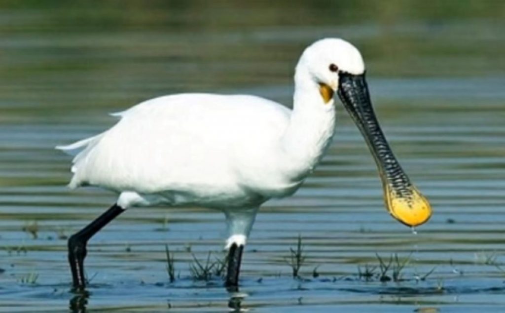Ministerul Mediului alocă 36 de milioane de lei pentru monitorizarea păsărilor