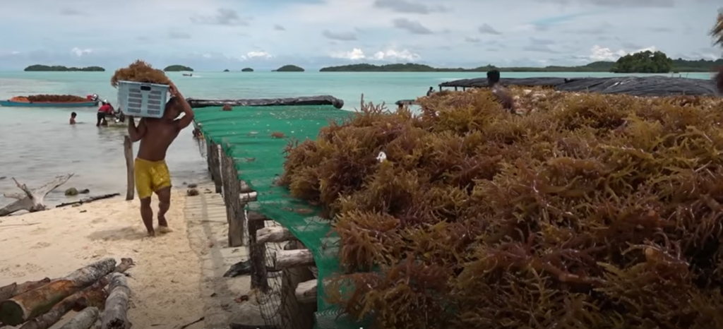 Victorie importantă a localnicilor de pe o micuță insulă din Pacific. Un gigant minier oprit să exploateze bauxita din zonă. VIDEO