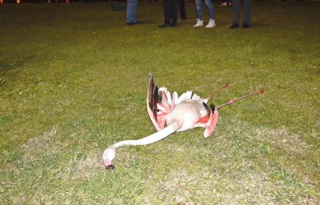 Sute de păsări flamingo au murit din cauza secetei în Turcia. O parte din lacul cu apă sărată Tuz a secat