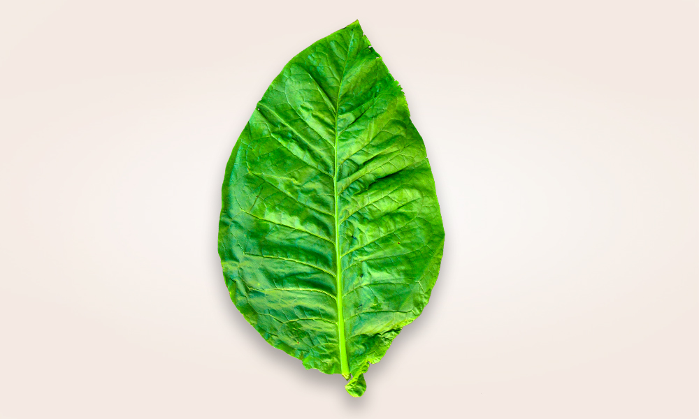 Nicotina: înţelegerea rolului şi a impactului ei în legătură cu fumatul