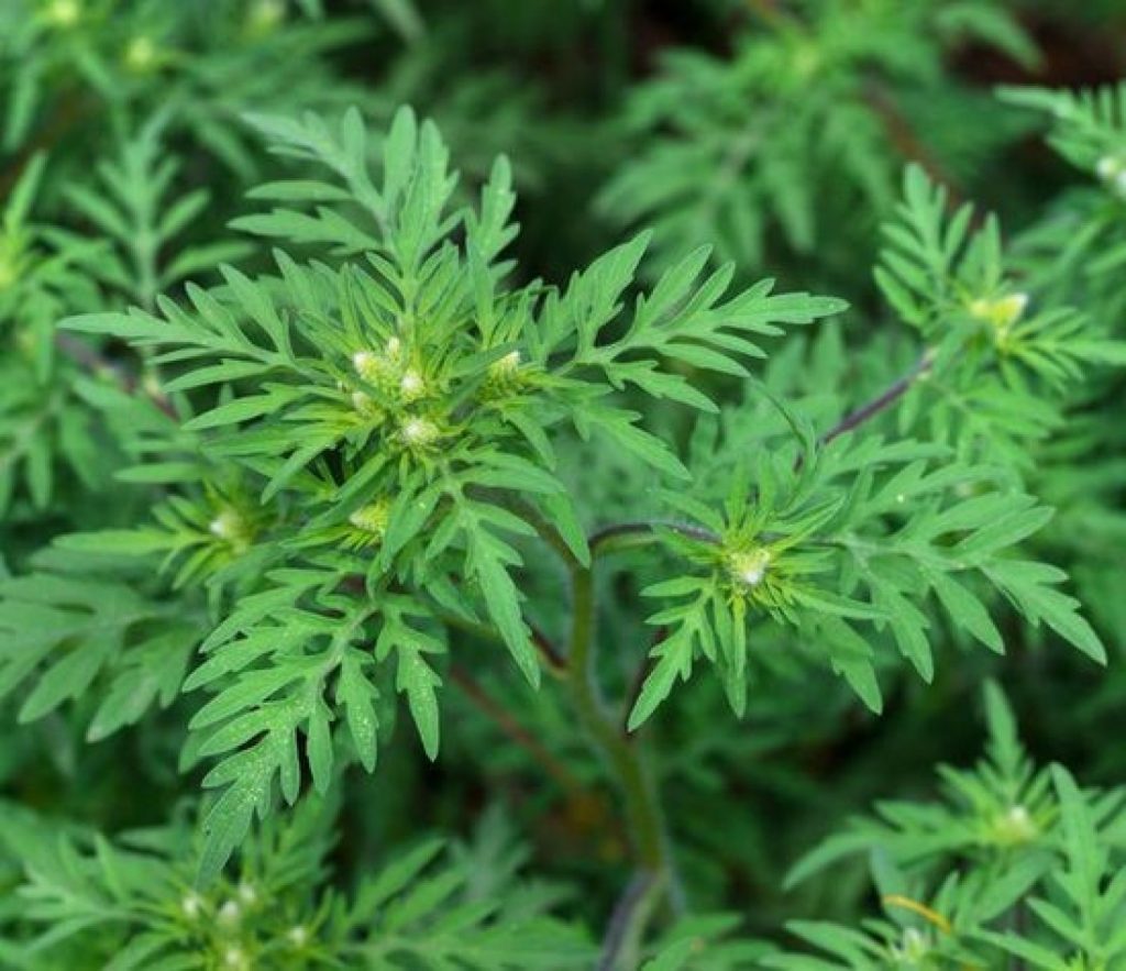 Deținătorii de terenuri riscă amenzi de până la 6.000 de lei dacă nu distrug ambrozia