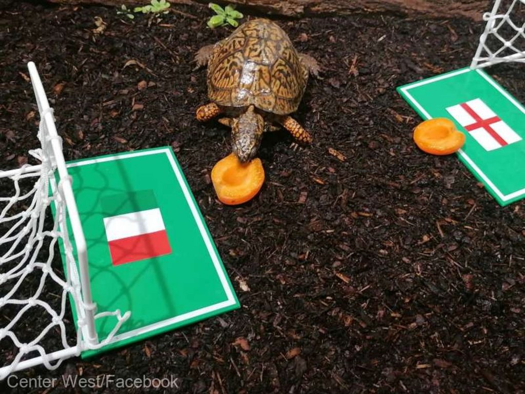 EURO 2020. Cine va câștiga finala: Anglia sau Italia? Ţestoasa Sigmund a dat pronosticul