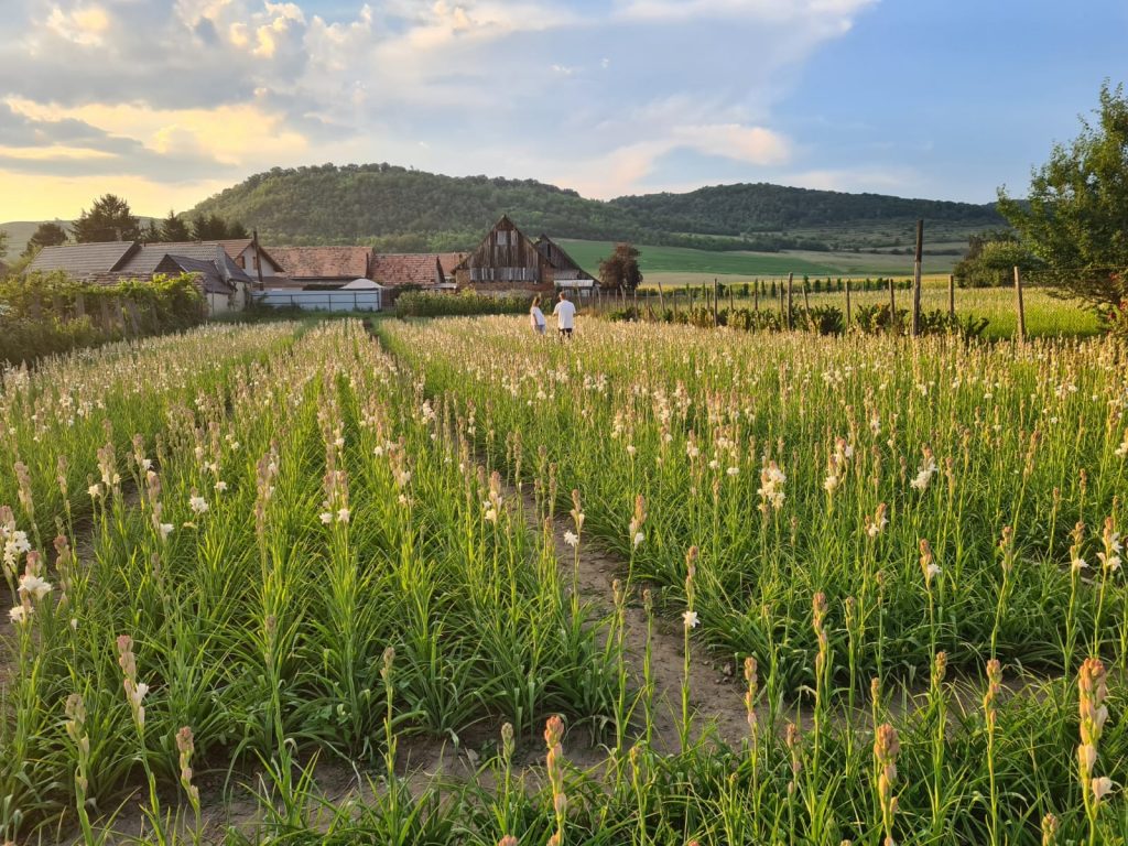 Tuberoza de Hoghilag va fi prima floare din România protejată la nivel european