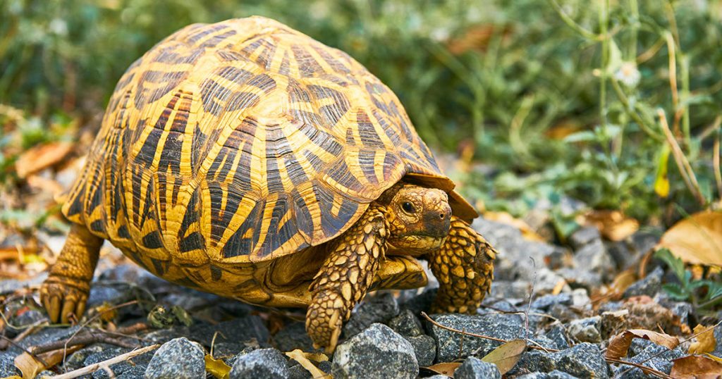 Mai ceva ca în filme. Călătoria de un an care a fascinat internetul