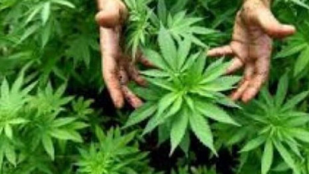 Senator AUR, arestat pentru că planta marijuana în curtea casei. O comercializa pe piața neagră