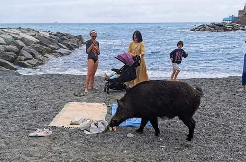 Animalele ies din păduri și în Italia. Imagini cu mistreți pe plajă și pe bulevard