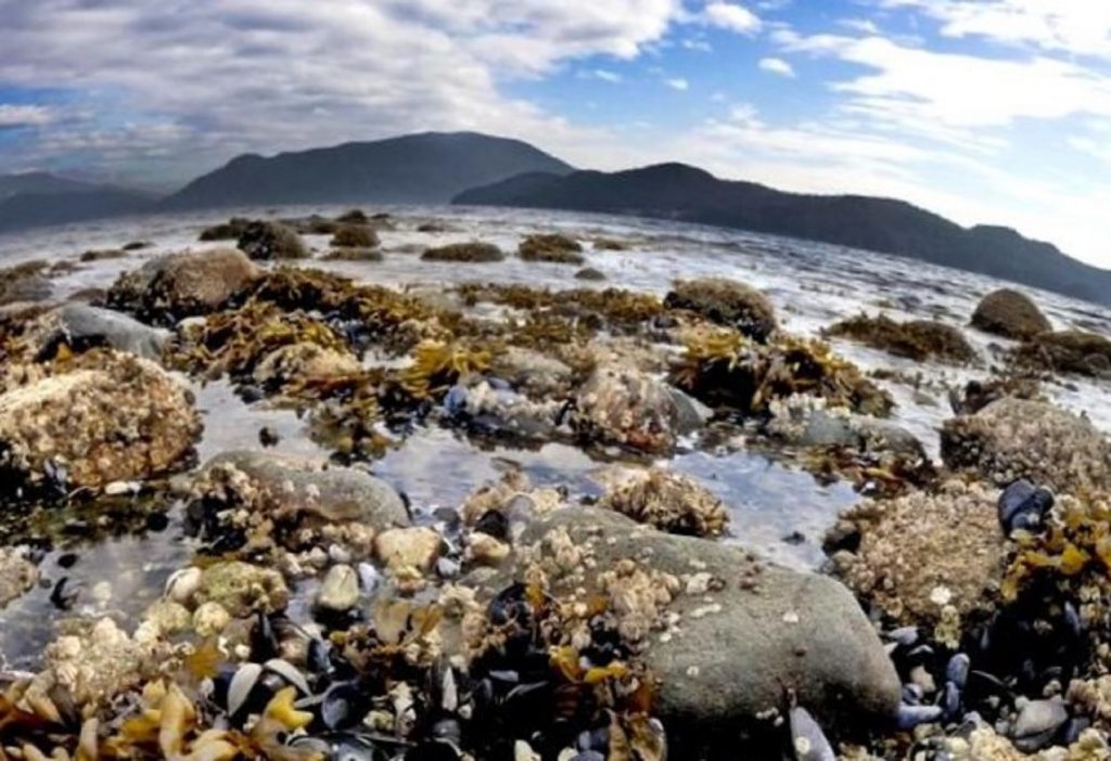 Căldura extremă a ucis un miliard de vietăți marine. Imaginea dezastrului: scoicile au fiert la propriu în apa oceanului