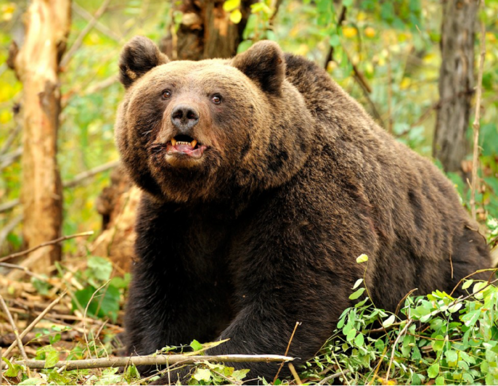 Un copil de 8 ani a fost atacat de urs în judeţul Covasna