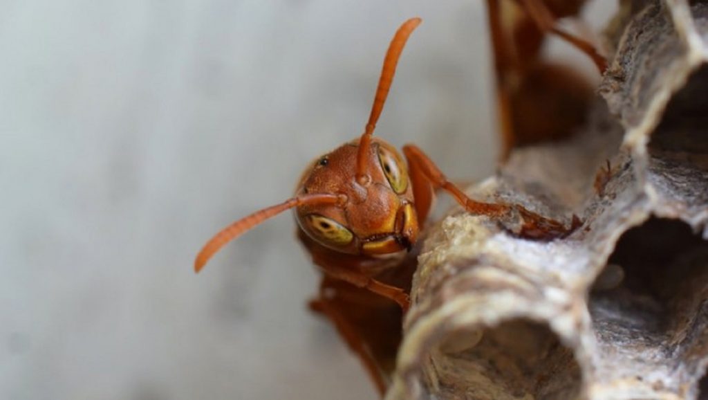 Viespea gigantică ucigașă atacă din nou. Omoară tot ce îi iese în cale. Alertă în rândul apicultorilor