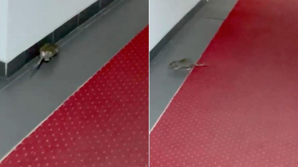 Șobolanii defilează pe covorul roșu din Ministerul Economiei. La propriu! O angajată a imortalizat momentul. VIDEO