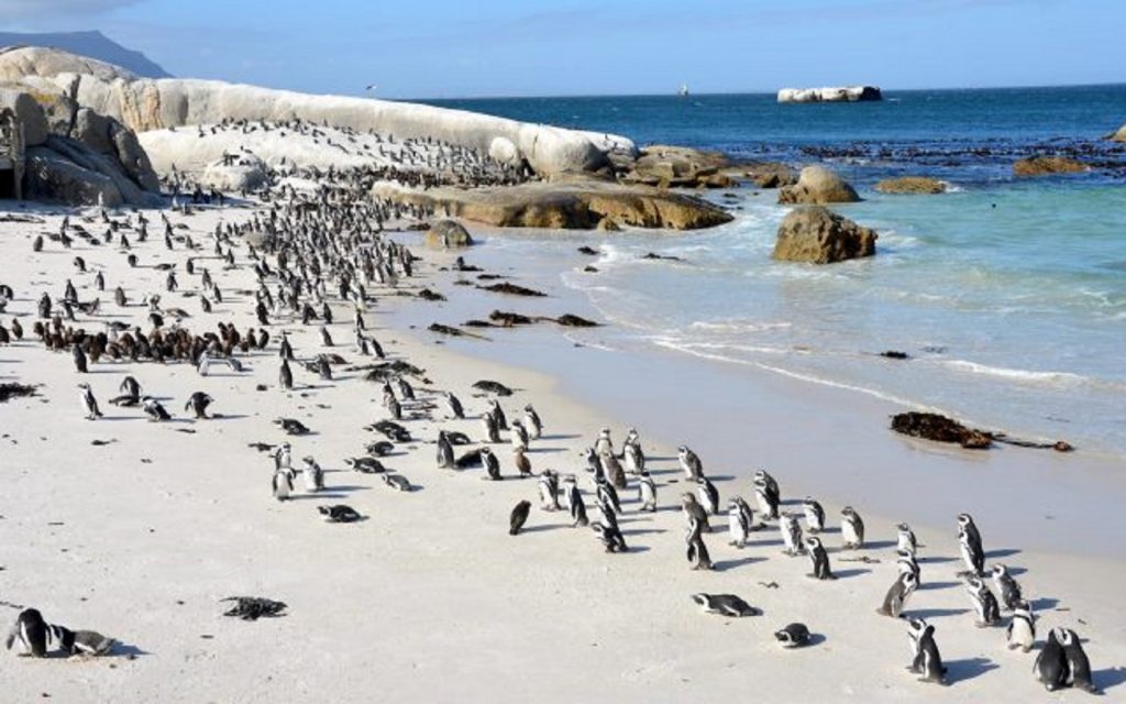 Zeci de pinguini dintr-o specie protejată au fost uciși. Au fost atacați de albine pe o plajă