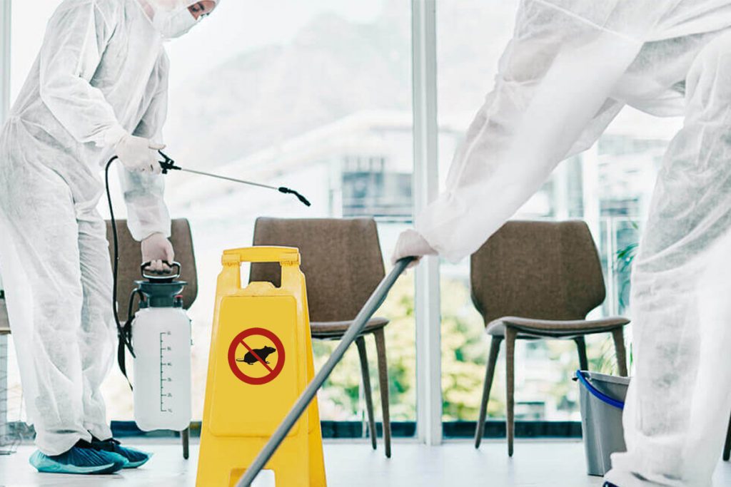 Probleme cu dăunătorii? Vezi detalii despre firma care oferă cele mai profesionale servicii