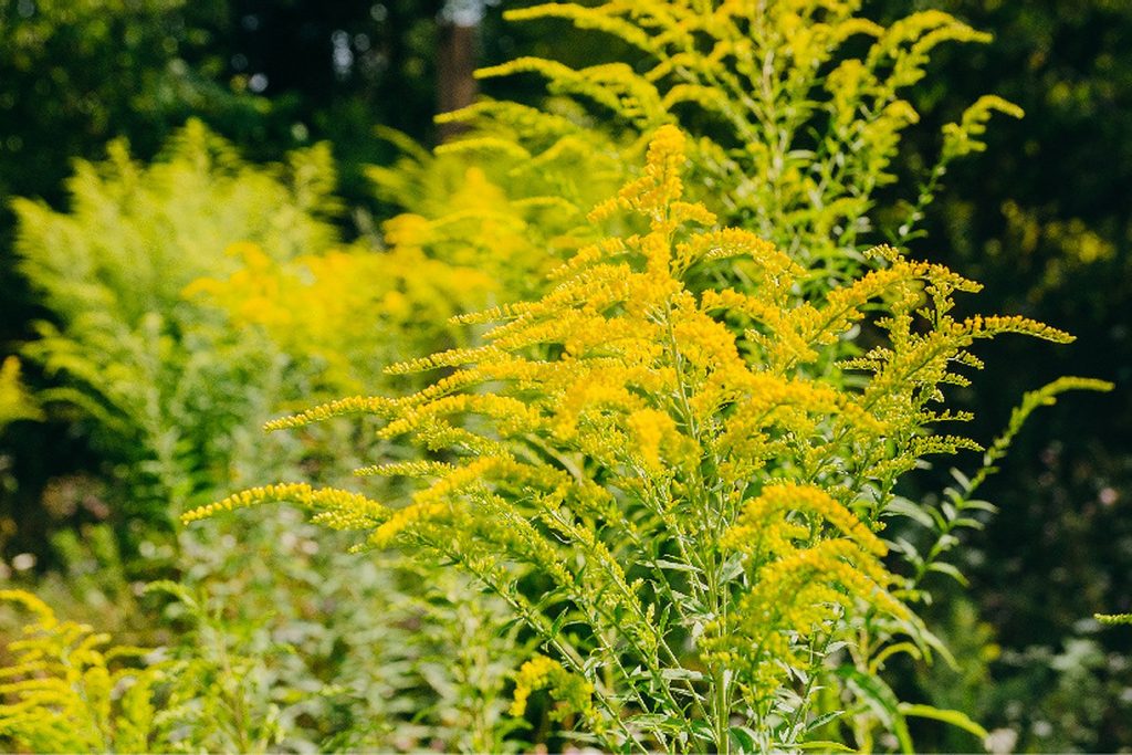 La Chișinău, începe stârpirea plantei care pune mari probleme de sănătate