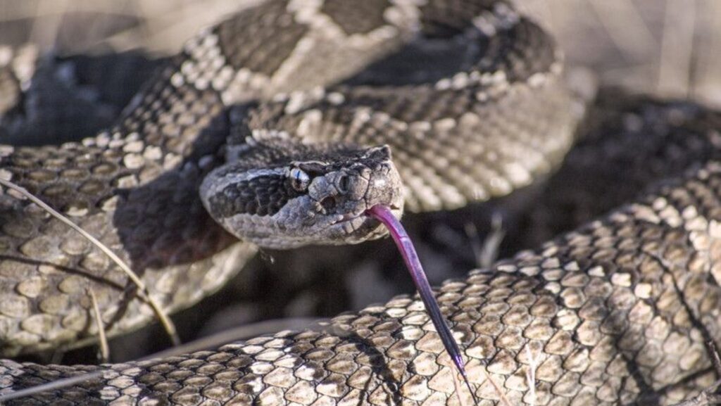 Un șarpe de aproape un metru, găsit într-un aparat de cafea. S-a întâmplat într-un magazin sătesc, din județul Mehedinți