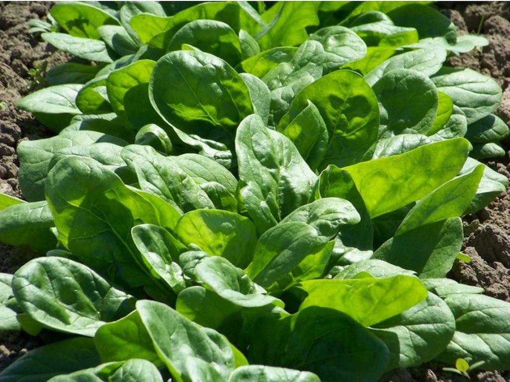 De ce e bun spanacul. Nutriționist: Vine cu nenumărate beneficii pentru sănătate. Noi descoperiri