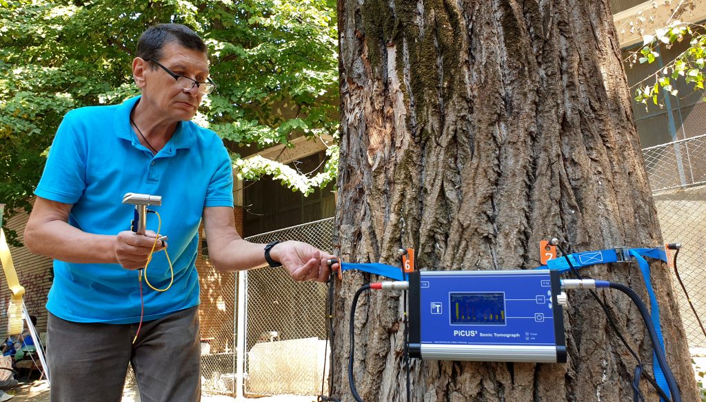 Premieră în Capitală! Copacii din Sectorul 4, salvați cu un tomograf de ultimă generație