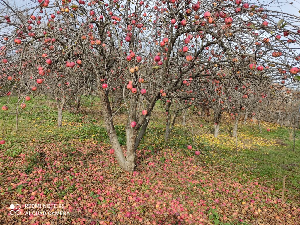 HOROSCOPUL LUI DOM PROFESOR, 26 noiembrie 2021. Teoria haosului aplicată în astrologie