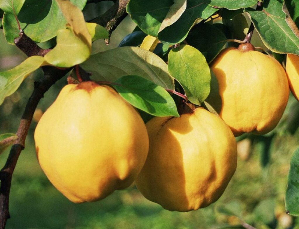 Proprietățile miraculoase ale frunzelor de gutui. Ajută la tratarea mai multor boli