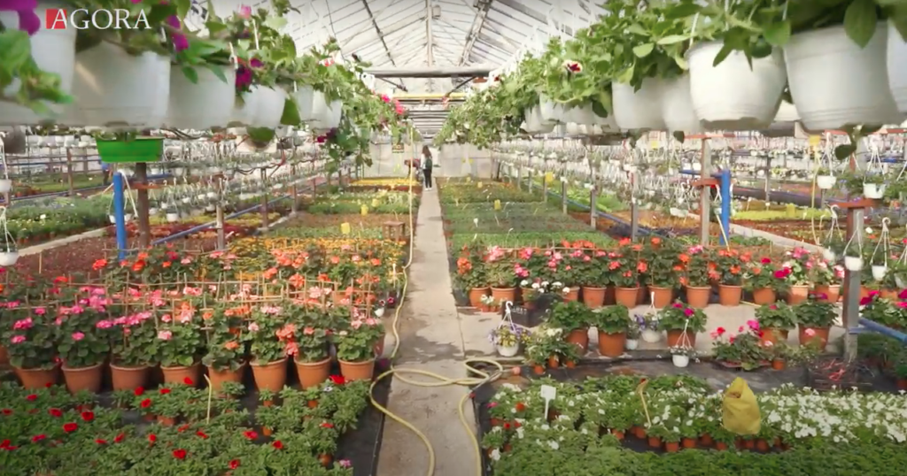 Producătorii nu mai folosesc serele ca să cultive legume. Care a devenit cea mai profitabilă afacere din pandemie