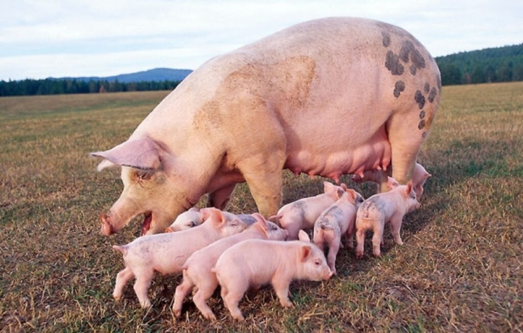 Legea porcului a fost modificată. Ce obligații au cei care cresc porci în gospodării