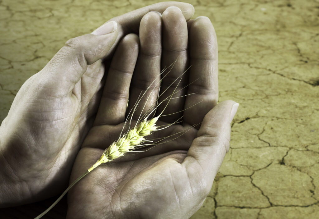 Nenorocirea care loveşte crunt toată Planeta! Nici România nu va fi ocolită. Criza alimentară globală care ne ameninţă pe toţi