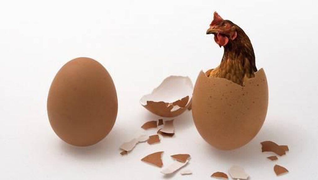 Noua armă a Rusiei împotriva sancțiunilor Occidentului! Găina autohtonă „Smena 9”